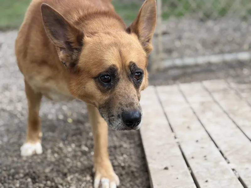 An adult medium-sized male Cattle Dog dog named Frito for adoption in Pomeroy, OH