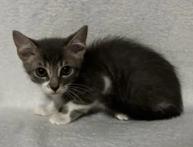 A baby medium-sized male Gray & White Domestic Short Hair cat named Edgar for adoption in Liverpool, TX