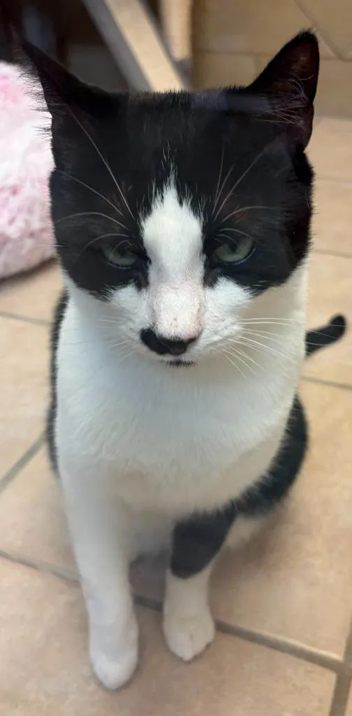 Felix