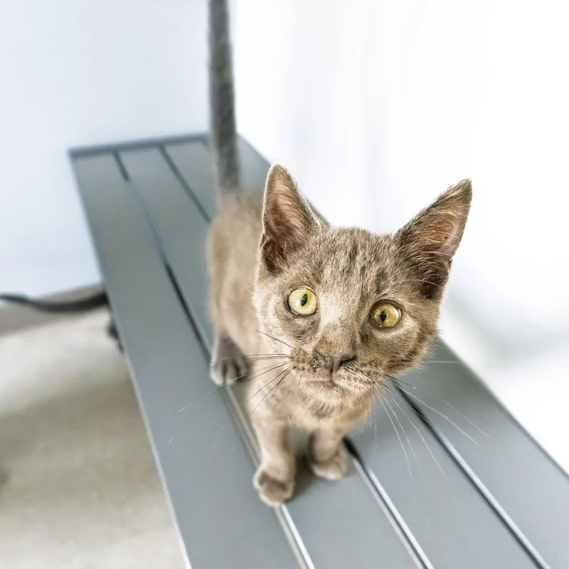 A baby small-sized male Gray / Blue / Silver Domestic Short Hair cat named Potato for adoption in South Elgin, IL