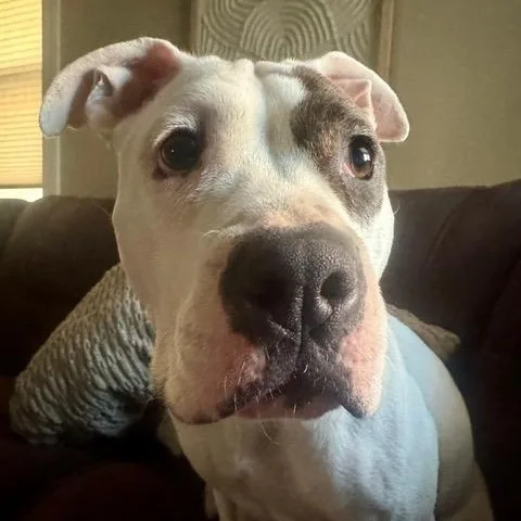 Bouffant thumbnail 2