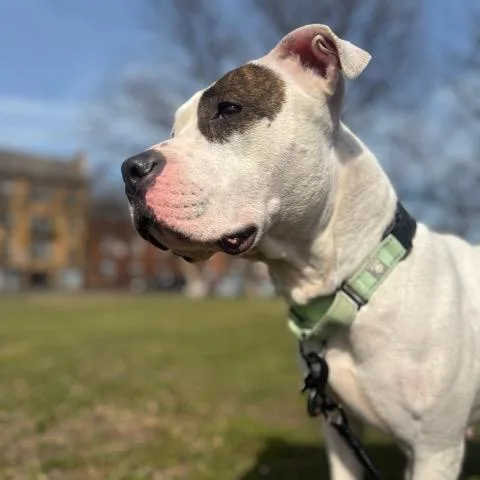 Bouffant thumbnail 3