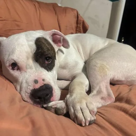 Bouffant thumbnail 4