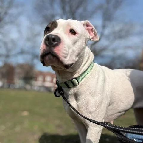 Bouffant thumbnail 5