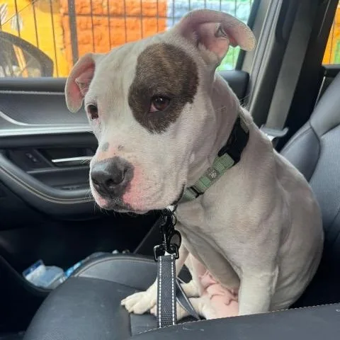 Bouffant thumbnail 6