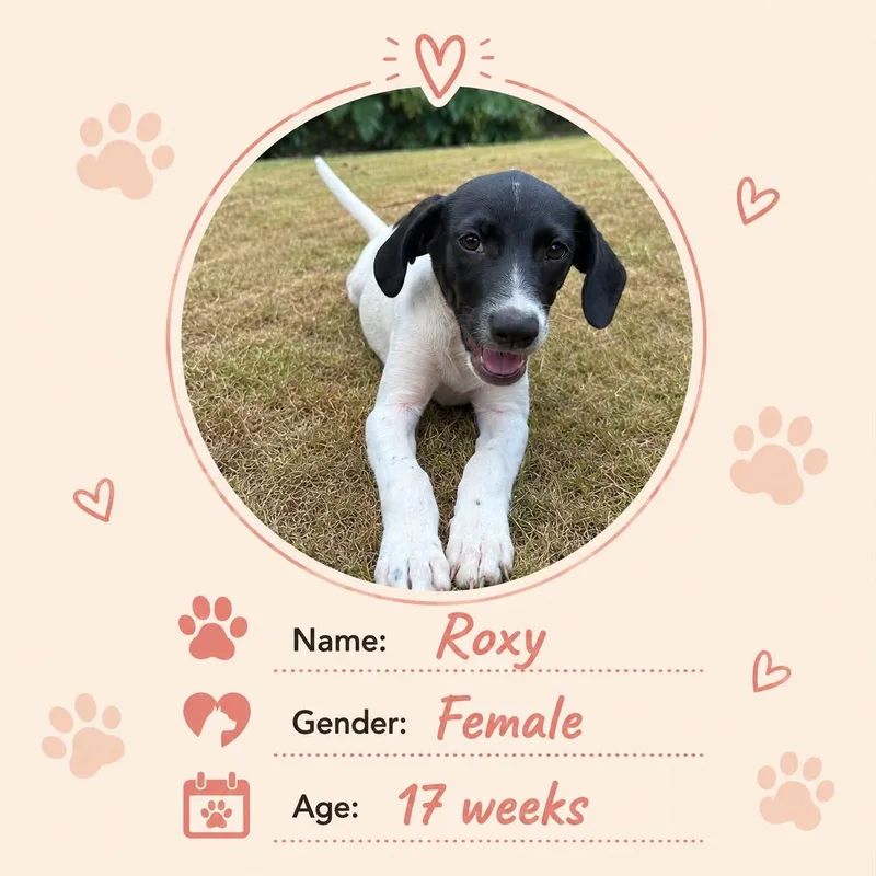 A baby small-sized female Dachshund dog named Roxy for adoption in New York, NY
