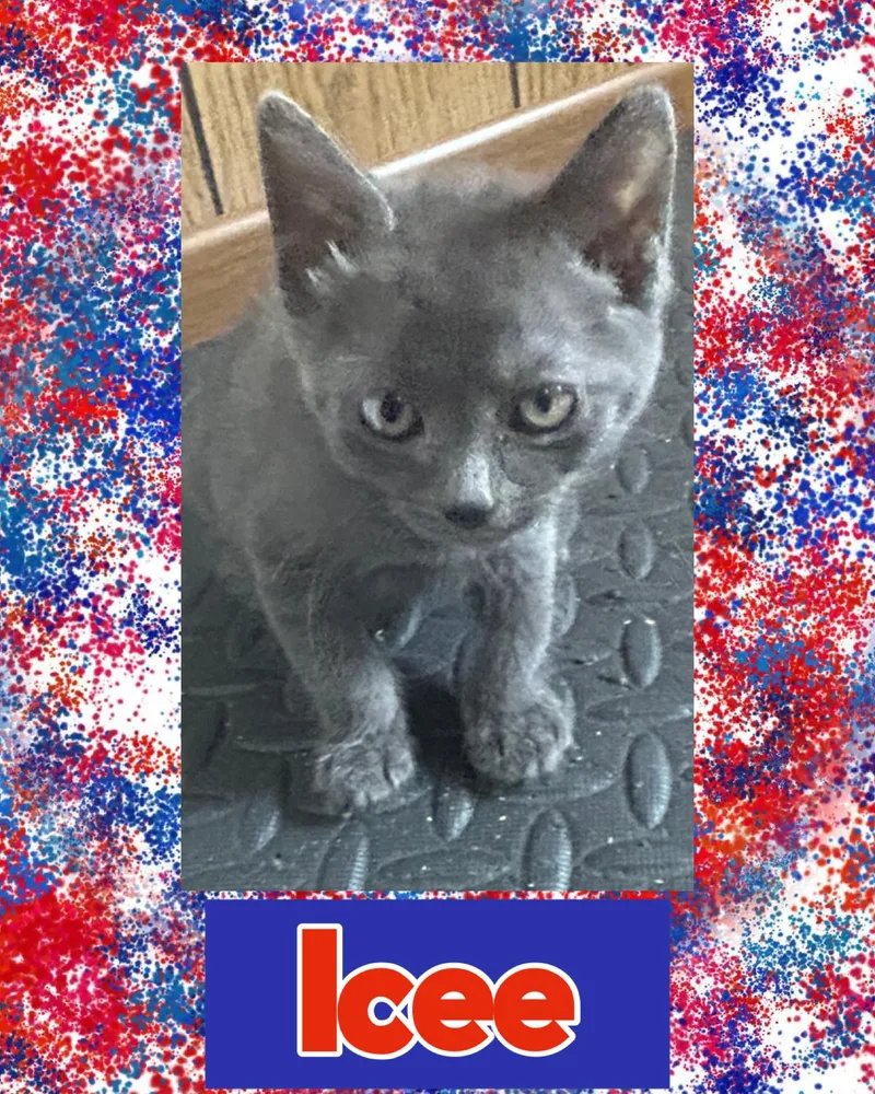 A baby medium-sized male Gray / Blue / Silver Domestic Short Hair cat named Icee for adoption in Pasco, WA