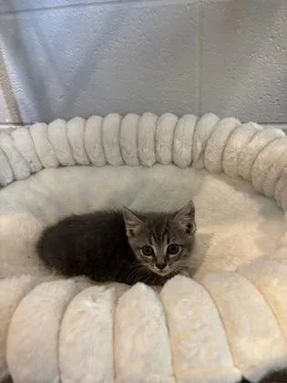 A baby small-sized female Domestic Short Hair cat named Cucumber for adoption in Paducah, KY