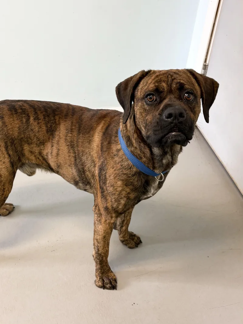 An adult large-sized male Boxer dog named Zokor for adoption in Big Rapids, MI