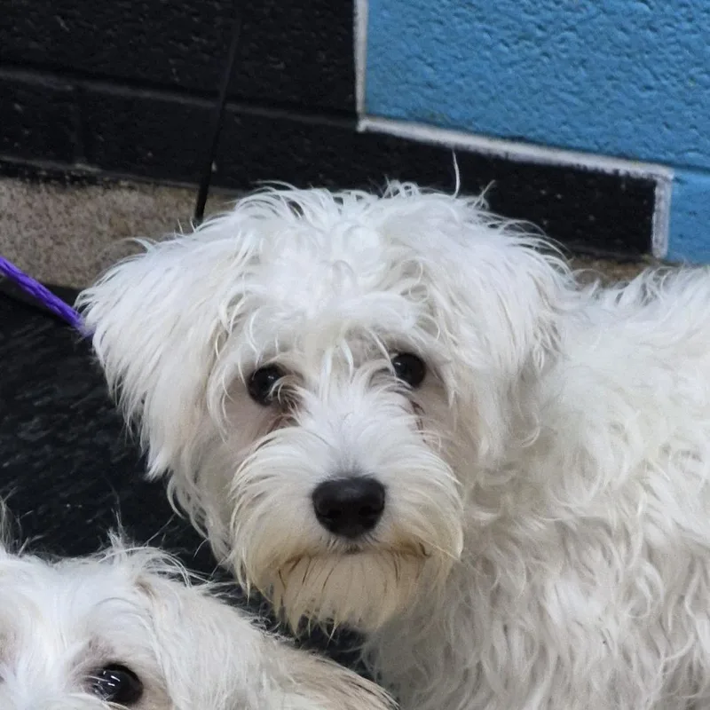 A young small-sized male White / Cream Schnauzer dog named Spirt for adoption in Ardmore, OK