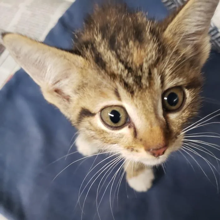 A baby small-sized female Domestic Short Hair cat named Dokki for adoption in Pauls Valley, OK