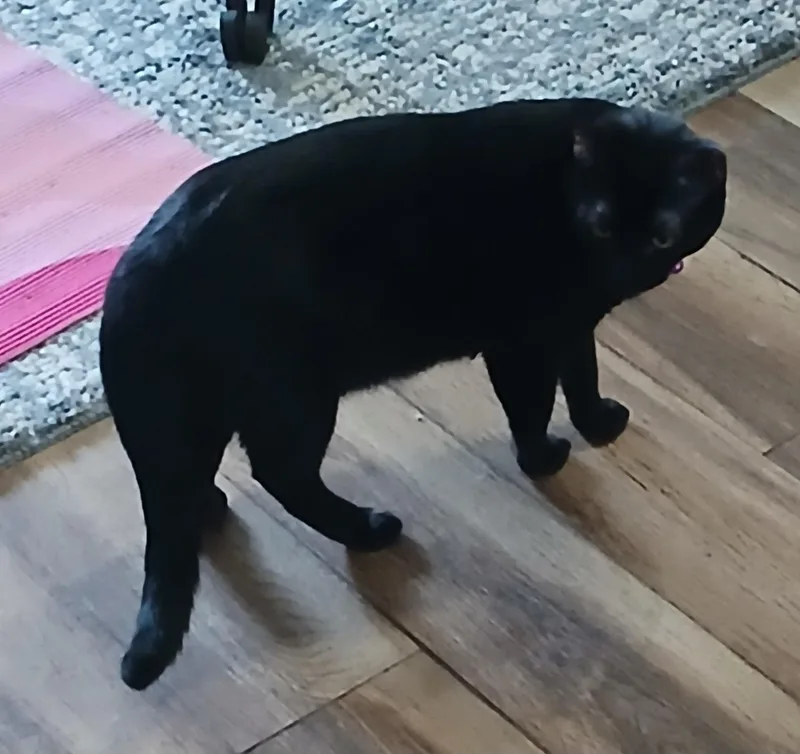 A young medium-sized female Black Domestic Short Hair cat named Alita  A Little for adoption in Houston, TX