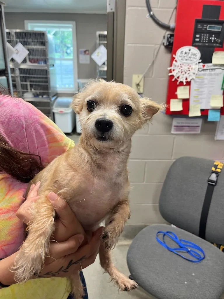 An adult medium-sized male Terrier dog named Ike for adoption in Hopkinsville, KY
