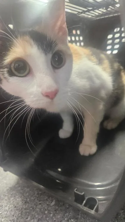 An adult medium-sized female Domestic Short Hair cat named Yuni for adoption in West Chester, PA