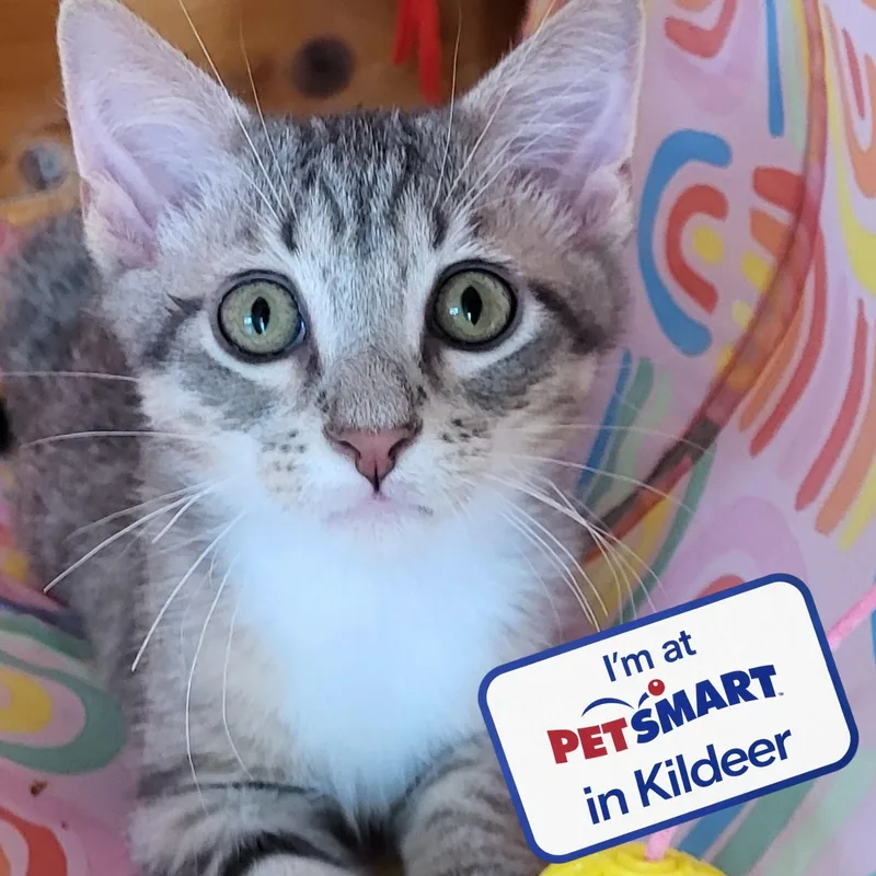 A baby medium-sized male Tabby (Gray / Blue / Silver) Domestic Short Hair cat named Dutch Bros for adoption in Grayslake, IL