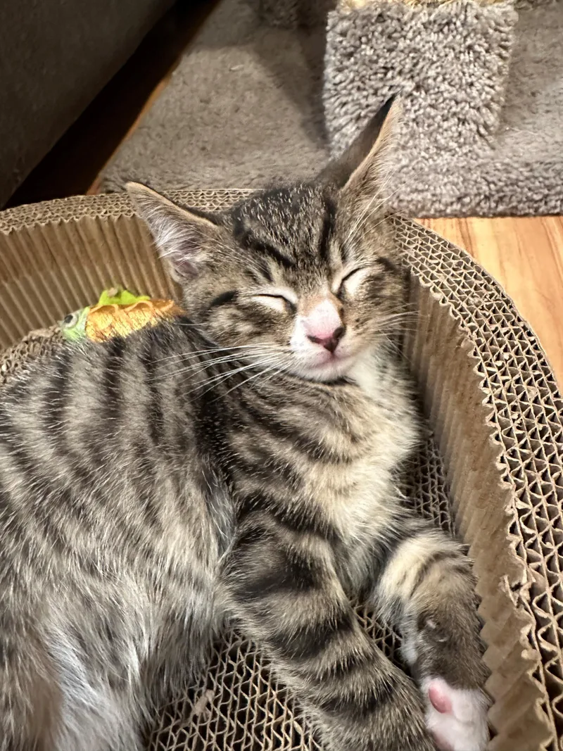 A baby medium-sized male Tabby (Brown / Chocolate) Domestic Short Hair cat named Twix for adoption in Bayonne, NJ
