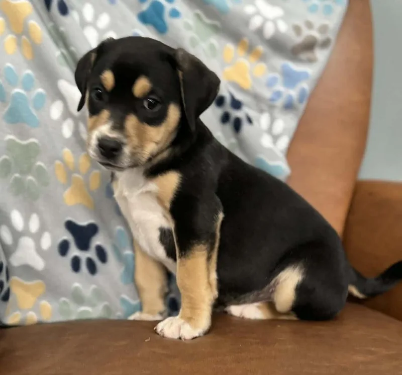 Dawson Dazzling thumbnail 4