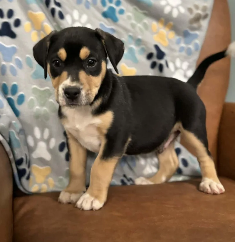 Dawson Dazzling thumbnail 5