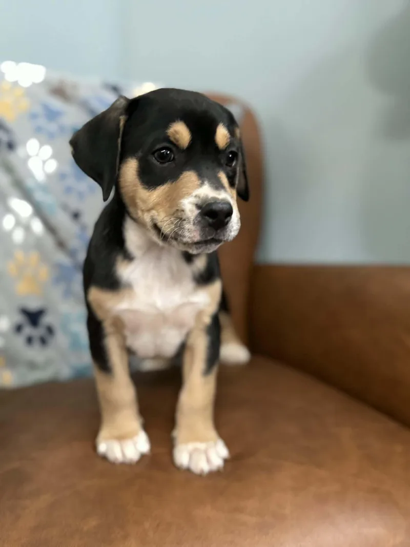 Dawson Dazzling thumbnail 6