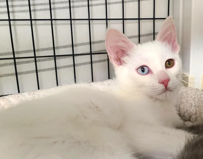 A baby medium-sized female White Domestic Medium Hair cat named Brandi & Syd for adoption in Kirkland, WA