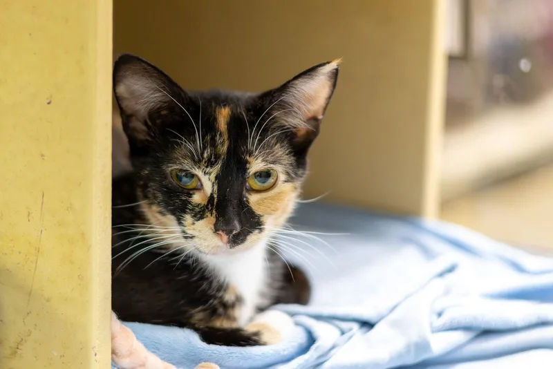 A young medium-sized female Domestic Short Hair cat named Taco for adoption in Cary, NC