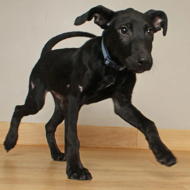 A baby medium-sized male Black Labrador Retriever dog named Dale D for adoption in Minnetonka, MN