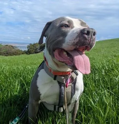 An adult large-sized male Pit Bull Terrier dog named Cleveland for adoption in Martinez, CA