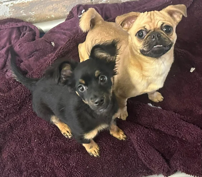 Mulberry thumbnail 3