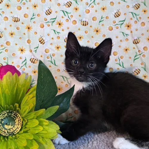 A baby small-sized female Domestic Short Hair cat named Bicycle Day for adoption in Toms River, NJ