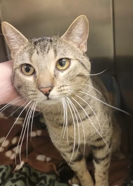 A young large-sized male Domestic Short Hair cat named String Cheese for adoption in West Valley City, UT
