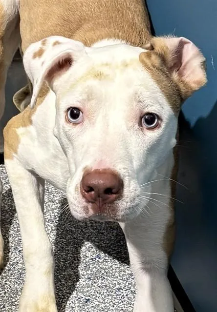 A young medium-sized female Pit Bull Terrier dog named Ivery for adoption in Upper Marlboro, MD