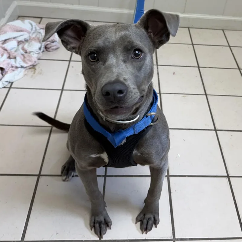 Tuscstray thumbnail 2