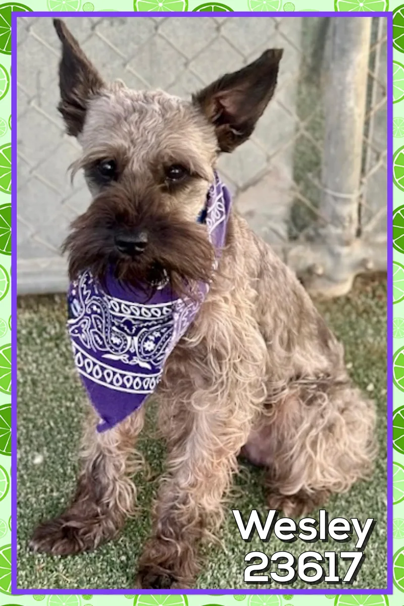 A young small-sized male Gray / Blue / Silver Miniature Schnauzer dog named Wesley for adoption in Marietta, GA