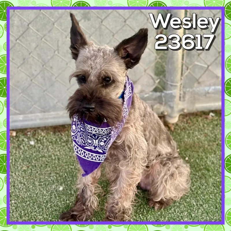Wesley thumbnail 2