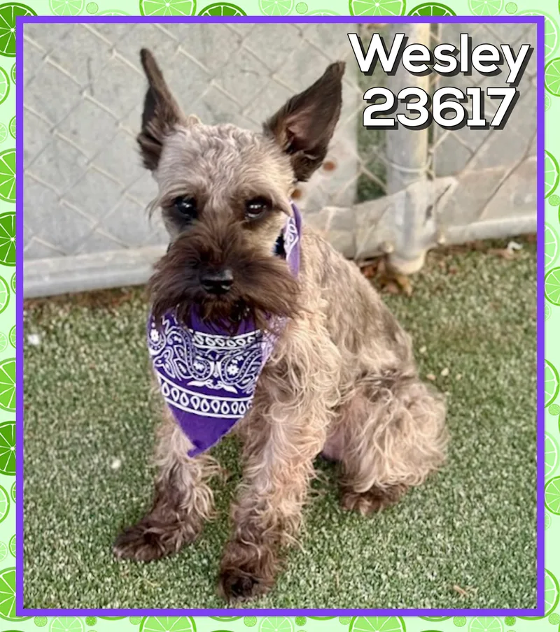 Wesley thumbnail 5