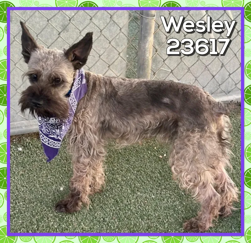 Wesley thumbnail 6
