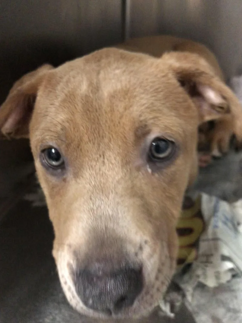 A baby medium-sized male Yellow / Tan / Blond / Fawn Labrador Retriever dog named Winston for adoption in Parma, OH