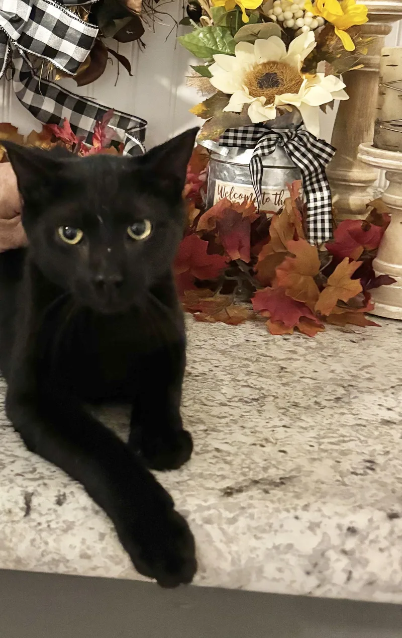 A young medium-sized male Black Domestic Short Hair cat named Leo for adoption in Hemingway, SC