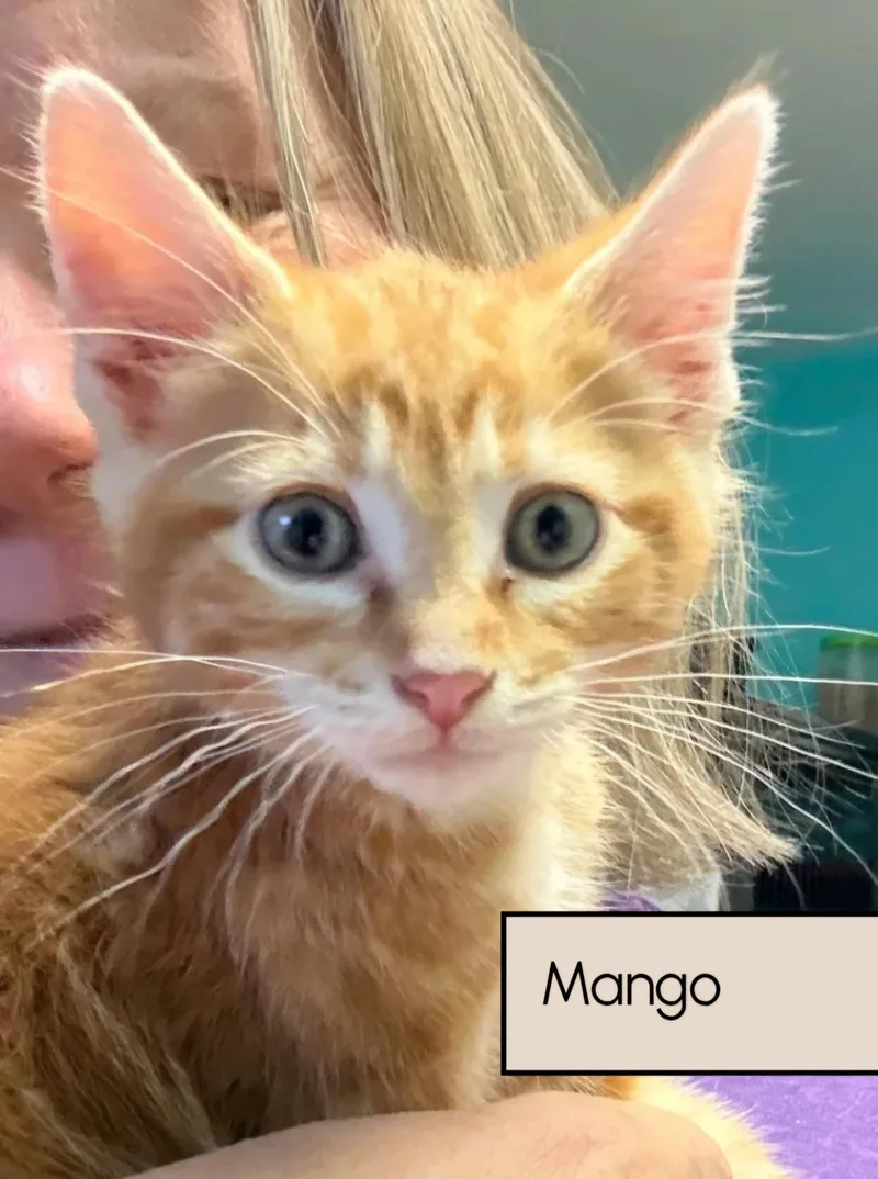 Mango