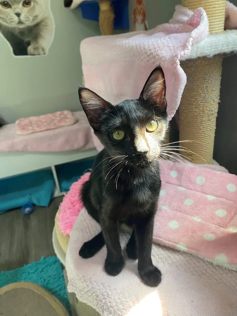 A baby medium-sized male American Shorthair cat named Hide & Seek for adoption in Oakland Park, FL
