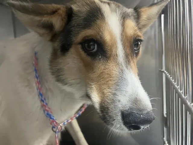 A young large-sized female Mixed Breed dog named Sheila for adoption in Dallas, TX