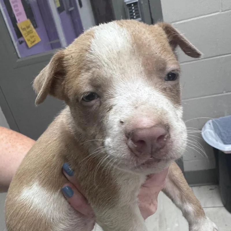 A baby small-sized female Mixed Breed dog named Rachel for adoption in Lufkin, TX