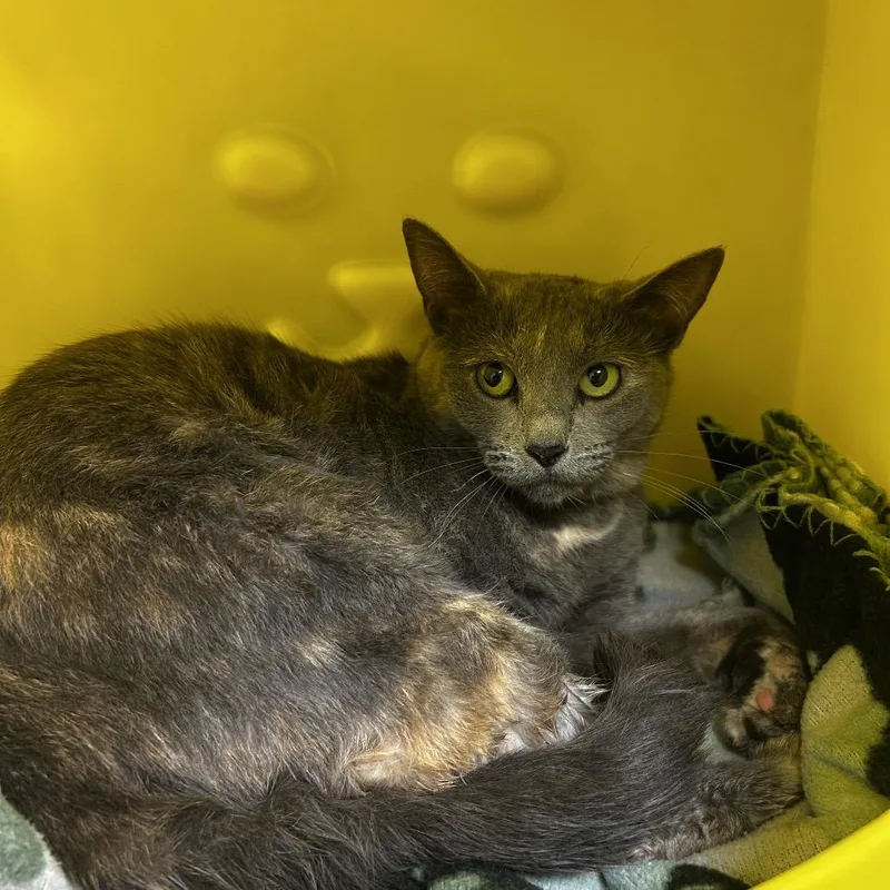 An adult medium-sized female Domestic Short Hair cat named Stella for adoption in Waukesha, WI