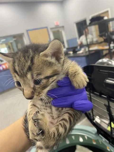 A baby small-sized male Domestic Short Hair cat named Linus for adoption in Palmetto, FL