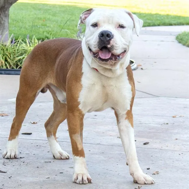 A young large-sized male Pit Bull Terrier dog named Hashbrown for adoption in St. Louis, MO