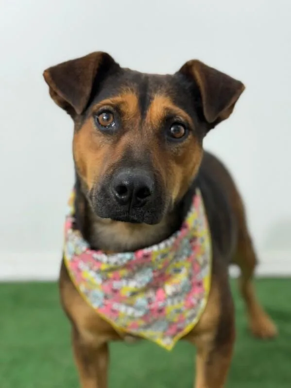 A young medium-sized female Black German Pinscher dog named Rose for adoption in Carlsbad, CA