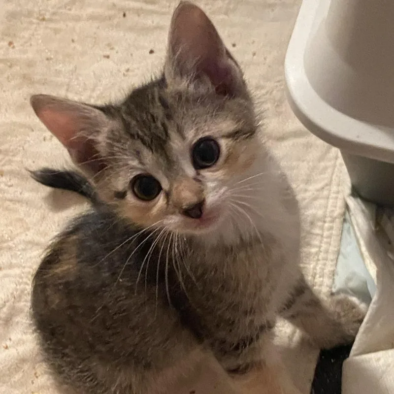 A baby small-sized female Gray / Blue / Silver Domestic Short Hair cat named Flip for adoption in Austin, TX