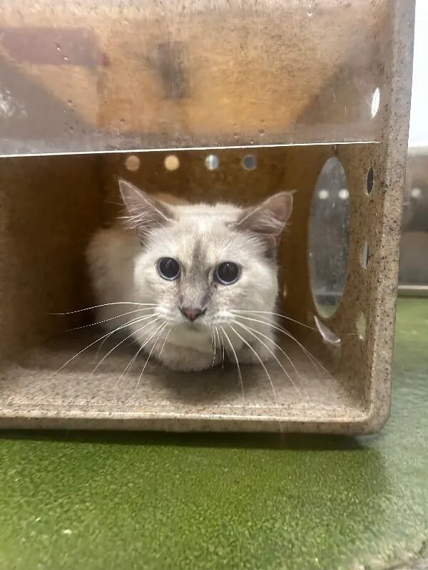 A young medium-sized female Domestic Short Hair cat named Snow for adoption in Fruit Heights, UT