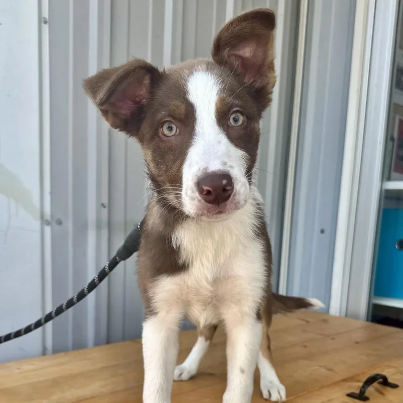 A baby medium-sized male Brown / Chocolate Border Collie dog named John DI for adoption in Union, MO