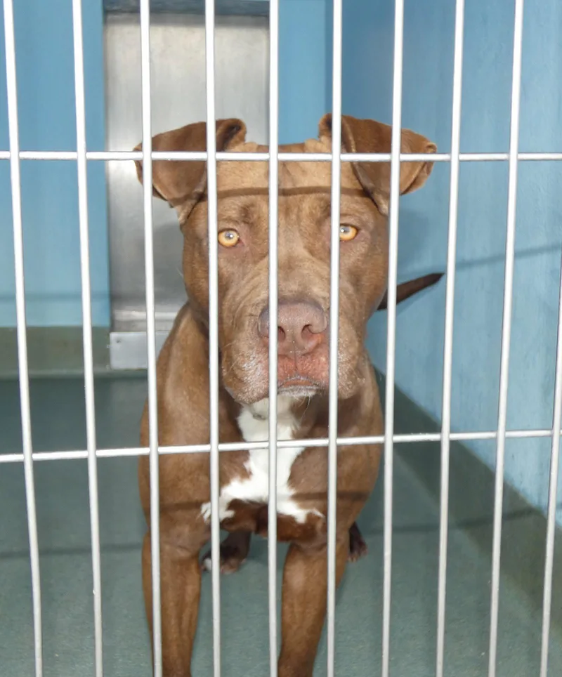 Chocolatte thumbnail 2